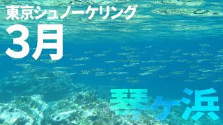 ＃１２琴ヶ浜でシュノーケリング（2017年3月）【東京シュノーケリング】