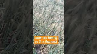 DBW 187 ਨੂੰ ਪੱਕਣ ਲਈ ਲਗੋ ਟਾਈਮ ਹਾਲੇ