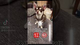 犬がスパイダーマンになれるらしい‼️ #shorts #tiktok #スパイダーマン