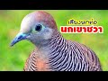 #เสียงนกเขาชวา #สำหรับต่อ เสียงที่นกป่าชอบ #Zebra Dove Sound