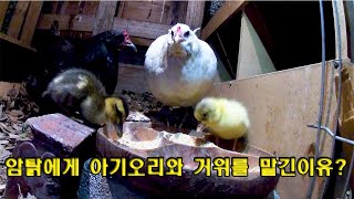 (Subtitle)#193. 『Dignity of chickens』 episode 34. Why did I entrust baby duck and goose to the hens?