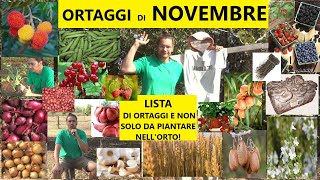 Cosa piantare nell'orto a novembre? Semi o piantine? Lista di ortaggi invernali da comprare