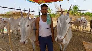 Bullocks trader nandakumar - Badavanahalli #hallikarbreed