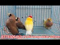 finches variety nagercoil brothers