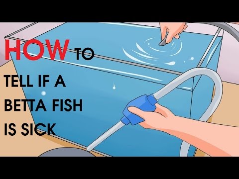 How to Tell if a Betta Fish Is Sick How to Tell if a Betta Fish Is Sick