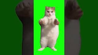 Cat Dancing to EDM - Green Screen #shorts#猫#猫ミーム#ダンス猫#猫マニア#素材#catmemes#greenscreen#cat#catdancing