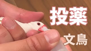 文鳥（小鳥）飲薬の与え方