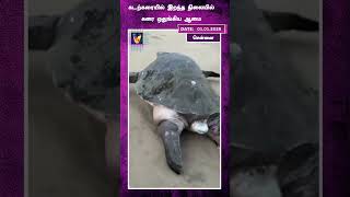 கடற்கரையில் இறந்த நிலையில் கரை ஒதுங்கிய ஆமை | Chennai | Turtle | Dead