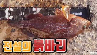 [핫독n똘녀]그저 서 있기만 했을뿐인데..프로통발러! 통발낚시로 전설의 붉바리가!! [낚시n캠핑]Camping\u0026MukBang/Eating Show