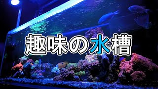 趣味の水槽　120cm サンゴ水槽 　(ソフトコーラル)