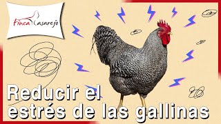 Cómo entretener a tus gallinas para evitar el estrés 💗