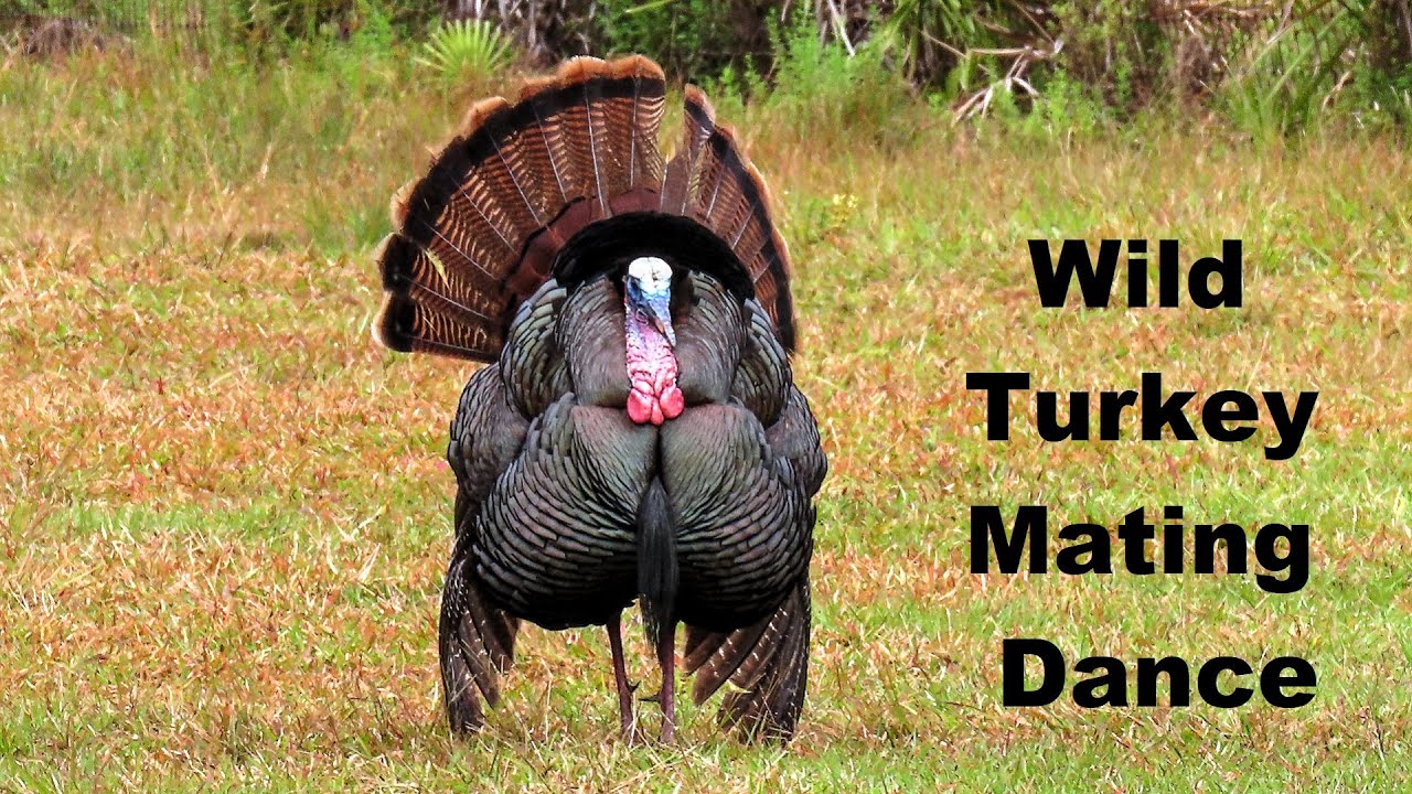 Wild Turkey Mating Ritual Dance - YouTube