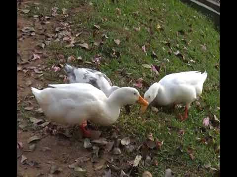 Ducks at kandy lake sri lanka Ducks at kandy lake sri lanka