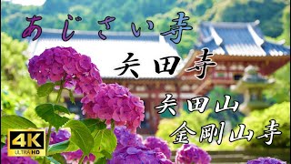 〜あじさい寺 矢田寺〜 矢田山 金剛山寺 紫陽花庭園 奈良観光 あじさい