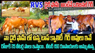 నా ఫామ్ లో ఉన్న టాప్ క్వాలిటీకి గిర్ ఆవులు ఇవే | Gir Cow Diary Farm | Kiran TV Rythu