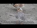 雑種 珍しい模様のオカヨシガモと鳴き声（ヨシガモと交雑？）低音質閲覧注意【野鳥の鳴き声】身近な生き物語 gadwall mareca strepera 鴨の交雑bird song call