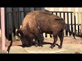 アメリカバイソン　 american bison 東武動物公園　2024. 1. 6