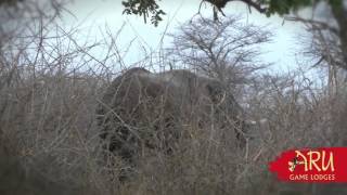 Elephant hunt in Caprivi with ARU