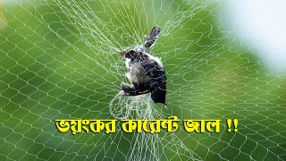 কারেন্ট জাল ,নির্মম মানুষ আর ১৫ প্রজাতির পাখি !!