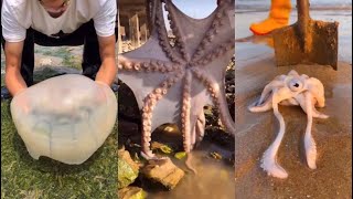 AMAZING Nelayan Cina Berburu Beragam Hewan Laut di Pantai #18 🐙🦞Menangkap Seafood | Sea Creatures