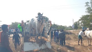 ఆరగిద్ద సీనియర్స్ విభాగం పోటీలకు వచ్చిన దేవ బండ భాస్కర్ గౌడ్ గారి జత