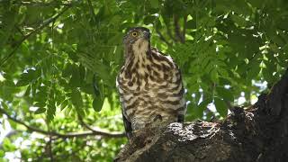 20200720 台南公園鳳頭蒼鷹 – 白眉魔女盯獵物