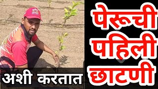 पेरूची पहिली छाटणी कधी करावी? कशी करावी?  पेरू लागवड माहिती| first Cutting and Pruning of guava