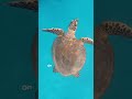 Why Turtle are Slow? 🐢 How Slow Turtles Are, And Reasons Behind It #oneminuteknowledge