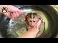 baby monkey the process of adopting and caring for monkey little maocau