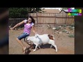 Funny Goats Attacking People   Funny Animals Video