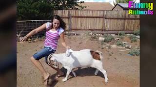 Funny Goats Attacking People   Funny Animals Video
