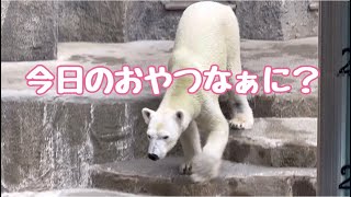 ゴーゴに似てる⁉️ホウちゃんが似てる⁉️浜松市動物園のホッキョクグマʕ•ᴥ•ʔモモ♡おやつ待ちがカワイイ