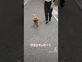 これ見て今日もラッキー！いつも幸運ラッキー動画！ dog 犬 funny かわいい