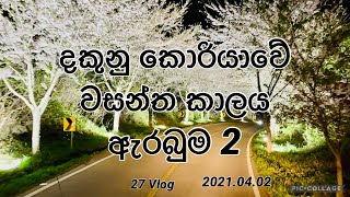 දකුනු කොරියාවේ වසන්ත කාලය ඇරබුම/සකුරා/sakura 2021beginning of summer in south korea