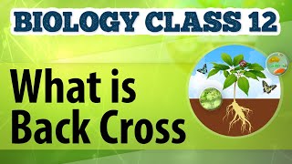 What Is Back Cross - Genetic Basis of Inheritance - Biology Class 12