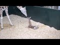 Baby Giraffes Are Awkward Cutest - Compilation