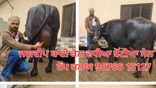 Jagdeep diary farm phone.number 98766 15127 For sale