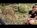 baby lesser kudu feeding and savanna animals twitch stream cincinnati zoo