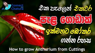 Anthurium Wagawa ඇන්තූරියම් වගාව සිංහල How to grow anthurium by cuttings