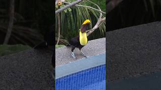 Toucan Bird Sound