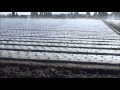 California Strawberry Production