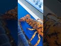 saving a 1 in 30 million calico lobster fyp foryou rescue rare lobster