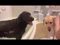 【ラブラドール 131】お友達のイケメンお兄ちゃんにお風呂入れてもらった♡★labrador retriever 大型犬 ラブラドールレトリバー　ぼんちゃん　黒ラブ