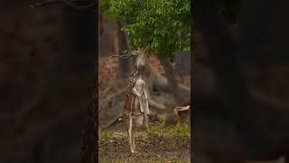 Reaching the Stars  | Ranthambhore National Park | Wildlife Photography | 2022 | Ranthambore Diaries