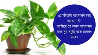 মনিপ্লেন্ট সকলো ঘৰতে দেখা পোৱা যায়/মনিপ্লেন্ট কোনটো দিশত থব লাগে সকলো বিষয়ে আলোচনা কৰা হৈছে৷