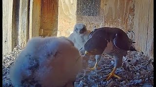 FalconCam 2024 10 30 Yira steals breakfast