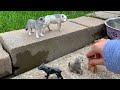 the wolf wildlife dog wolf story part 2 schleich