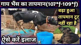 The Temperature of Cow,Buffalo has increased, it is not breaking what to do?||तापमान टूट नहीं रहा