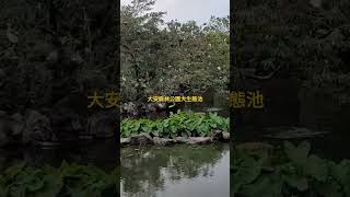 大安森林公園(Daan Park)大生態池賞鳥趣