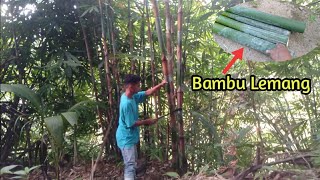 Bentuk dan proses pengambilan bambu lemang biar aman dari miyang nya (part 1)